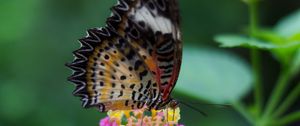 Preview wallpaper butterfly, wings, pattern, flowers, grass, leaves