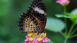 Preview wallpaper butterfly, wings, pattern, flowers, grass, leaves