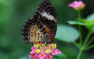 Preview wallpaper butterfly, wings, pattern, flowers, grass, leaves