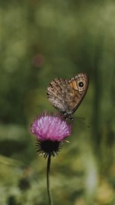 Preview wallpaper butterfly, wings, pattern, flower, macro