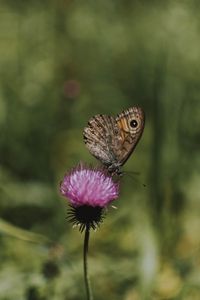 Preview wallpaper butterfly, wings, pattern, flower, macro