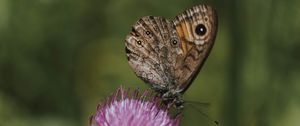 Preview wallpaper butterfly, wings, pattern, flower, macro