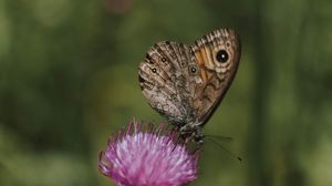 Preview wallpaper butterfly, wings, pattern, flower, macro