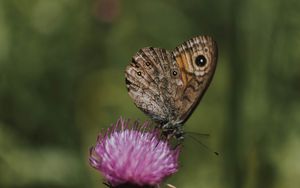 Preview wallpaper butterfly, wings, pattern, flower, macro