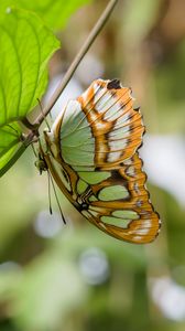 Preview wallpaper butterfly, wings, pattern, branch