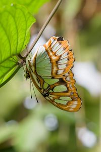 Preview wallpaper butterfly, wings, pattern, branch