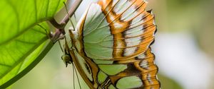 Preview wallpaper butterfly, wings, pattern, branch