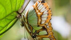 Preview wallpaper butterfly, wings, pattern, branch