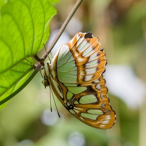 Preview wallpaper butterfly, wings, pattern, branch