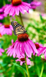 Preview wallpaper butterfly, wings, pattern, flower, macro, petals