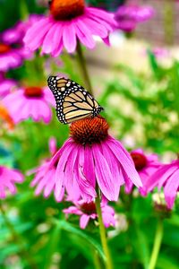 Preview wallpaper butterfly, wings, pattern, flower, macro, petals