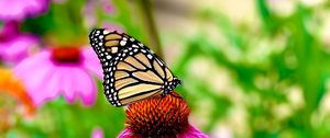 Preview wallpaper butterfly, wings, pattern, flower, macro, petals