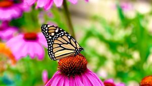 Preview wallpaper butterfly, wings, pattern, flower, macro, petals