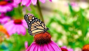 Preview wallpaper butterfly, wings, pattern, flower, macro, petals