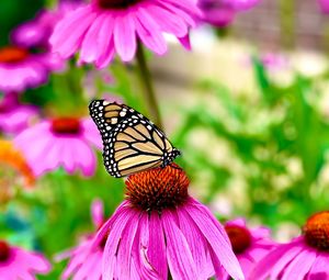 Preview wallpaper butterfly, wings, pattern, flower, macro, petals