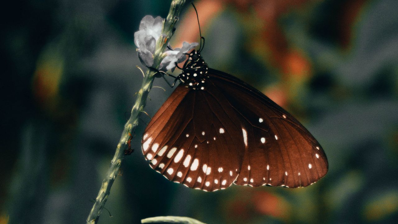 Wallpaper butterfly, wings, pattern, beautiful, leaves