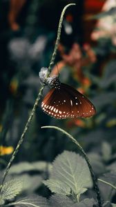 Preview wallpaper butterfly, wings, pattern, beautiful, leaves
