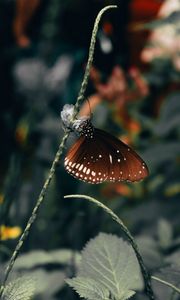 Preview wallpaper butterfly, wings, pattern, beautiful, leaves