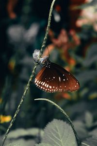 Preview wallpaper butterfly, wings, pattern, beautiful, leaves