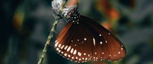 Preview wallpaper butterfly, wings, pattern, beautiful, leaves