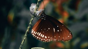 Preview wallpaper butterfly, wings, pattern, beautiful, leaves