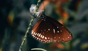 Preview wallpaper butterfly, wings, pattern, beautiful, leaves