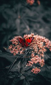 Preview wallpaper butterfly, wings, pattern, flowers, bright
