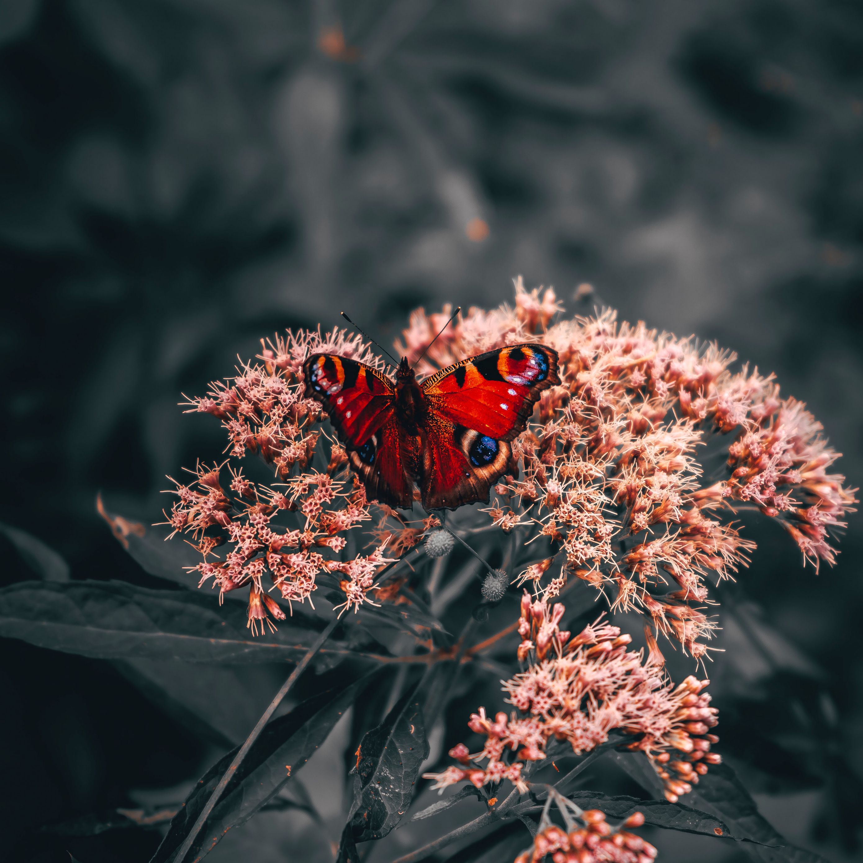 Download wallpaper 2780x2780 butterfly, wings, pattern, flowers, bright