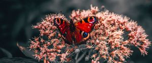 Preview wallpaper butterfly, wings, pattern, flowers, bright