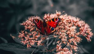 Preview wallpaper butterfly, wings, pattern, flowers, bright