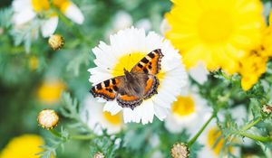 Preview wallpaper butterfly, wings, pattern, flowers, macro