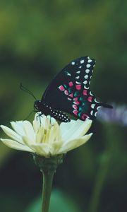 Preview wallpaper butterfly, wings, pattern, flower, macro, focus