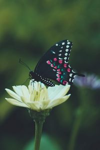 Preview wallpaper butterfly, wings, pattern, flower, macro, focus