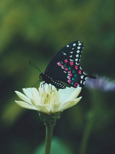 Preview wallpaper butterfly, wings, pattern, flower, macro, focus