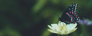 Preview wallpaper butterfly, wings, pattern, flower, macro, focus