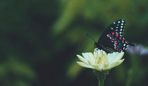 Preview wallpaper butterfly, wings, pattern, flower, macro, focus