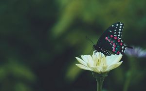 Preview wallpaper butterfly, wings, pattern, flower, macro, focus