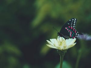 Preview wallpaper butterfly, wings, pattern, flower, macro, focus