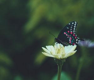Preview wallpaper butterfly, wings, pattern, flower, macro, focus