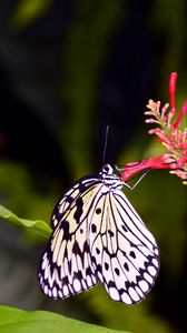 Preview wallpaper butterfly, wings, pattern, flower, macro, insect