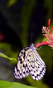 Preview wallpaper butterfly, wings, pattern, flower, macro, insect