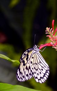 Preview wallpaper butterfly, wings, pattern, flower, macro, insect