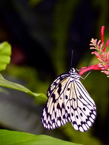 Preview wallpaper butterfly, wings, pattern, flower, macro, insect