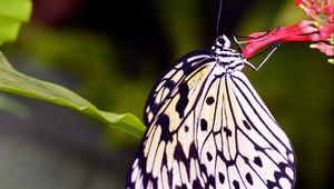 Preview wallpaper butterfly, wings, pattern, flower, macro, insect