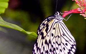 Preview wallpaper butterfly, wings, pattern, flower, macro, insect