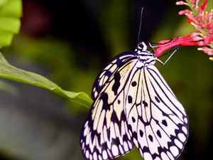 Preview wallpaper butterfly, wings, pattern, flower, macro, insect