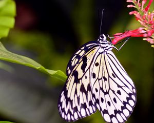 Preview wallpaper butterfly, wings, pattern, flower, macro, insect