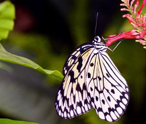 Preview wallpaper butterfly, wings, pattern, flower, macro, insect