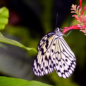 Preview wallpaper butterfly, wings, pattern, flower, macro, insect