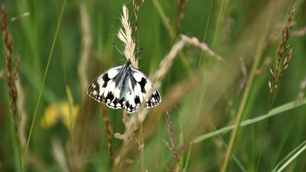 Wallpaper butterfly, wings, pattern, spots, ears, macro